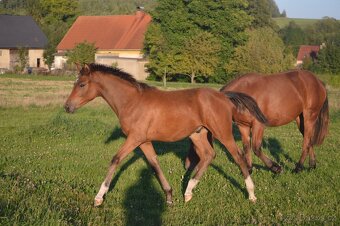 Prodám hřebečka - 2