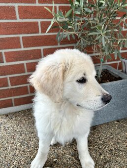 Slovenský čuvač - štěňátko s PP - 2