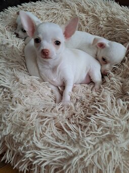 Krátkosrstá Čivava - 2