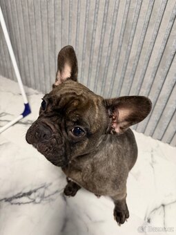 Francouzský buldoček - 2
