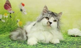 Sibiřská kočka - 2