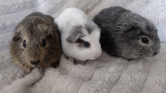 Morče hladkosrsté - 2