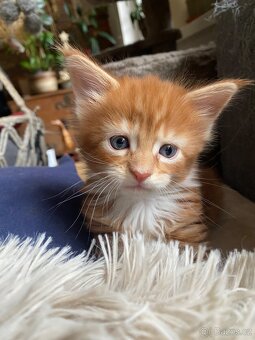 Mainská mývalí - 2