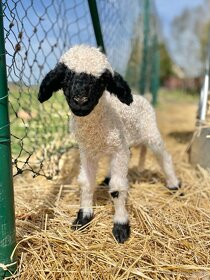 Walliserská černonosá ovce - beránek - 2
