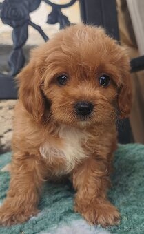 Cavapoo pudl kavalir - 2