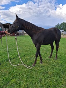 Appaloosa - 2
