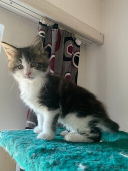 mainská mývalí kočka s PP - koťata - 2