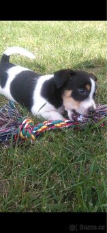 Hledáme fenečku Jack Russell teriéra ❤️ - 2