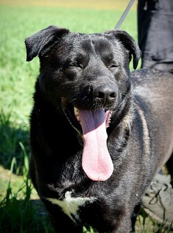 ALLEGRA K ADOPCI-3 ROKY, MILÁ,VDĚČNÁ,ODDANÁ - 2