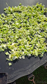 Ačokča (ind.okurka) tinktura silná 96% domácí - 2