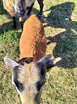 Kamerunské ovce - 2