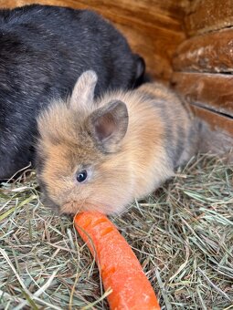 Zakrslí králíci - 2