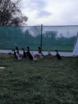 Prodám indické běžce – 4 měsíce staré - 2