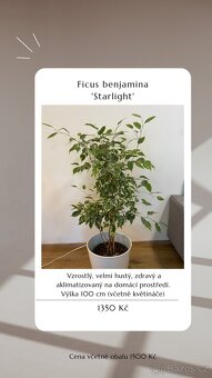 ⭐️ VÝPRODEJ 26 POKOJOVEK (Monstery, Dracény, Fíkusy, ......) - 2