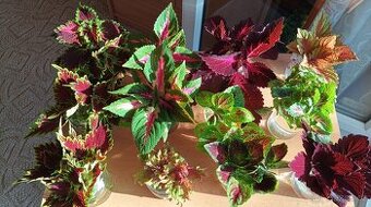 Africká barevná okrasná kopřiva - coleus - 2
