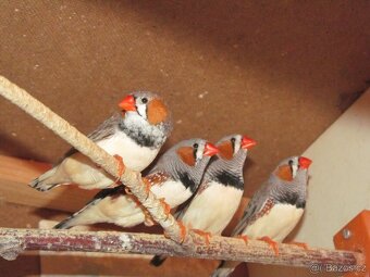 Zebřičky pestré - 2