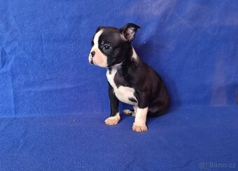 Bostonský terier - štěňátka bez pp - 2