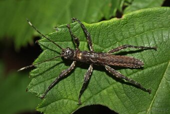 Strašilky Mearnsiana bullosa - 2