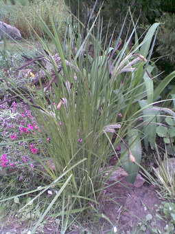 Ozdobná travina Carex Riparia zelená sazenice - 2
