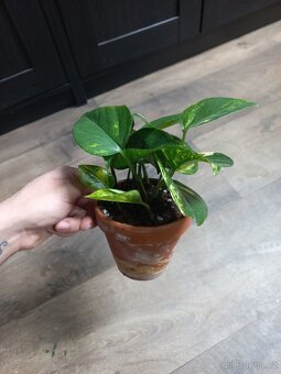 Malý pothos pokojová rostlina - 2