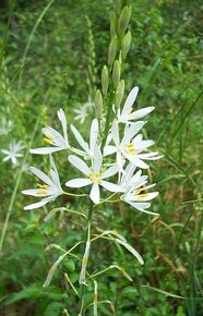Bělozářka liliovitá - Anthericum liliago 150 semen 50 Kč - 2