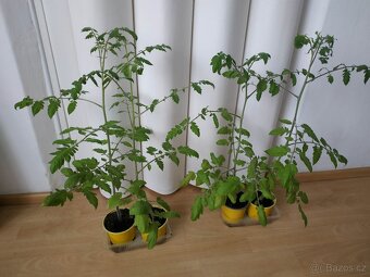 Nabízím sazenice rajčat (60 cm), zdravé a silné - 2