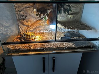 Želva zelenavá + terarium - 2