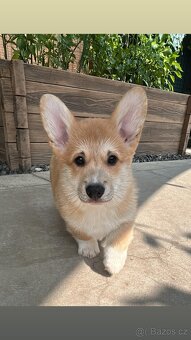Welsh Corgi Pembroke s PP - 2