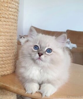 Ragdoll kocourek s PP, blue lynx mitted. - 2