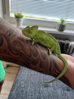 Chameleon jemenský - 2