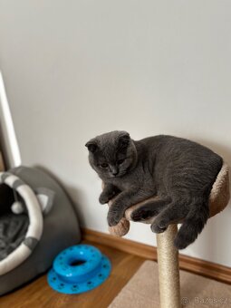 Skotská klapouchá kočka - 2