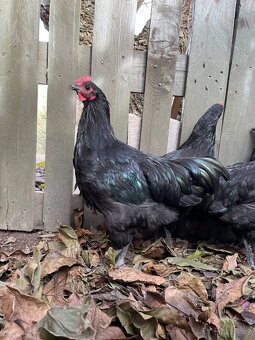 Australka velká - kohout - 2