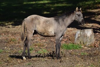 Homozygot Grullo hřebeček - 2