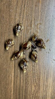 Lissachatina reticulata - africký šnek - 2