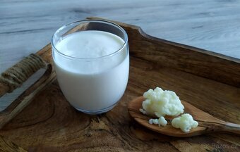 Tibetská houba pro výrobu kefíru - 2