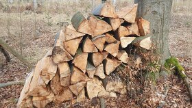 Prodam drevo buk palivo - 2