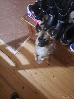 Čivava krizena s joksirem - 2