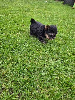 Jorkšírský teriér - 2