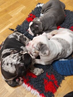 Old english buldod s PP staroanglicky buldok - 2