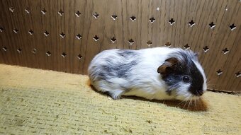 Morčata , morče hladké - 2