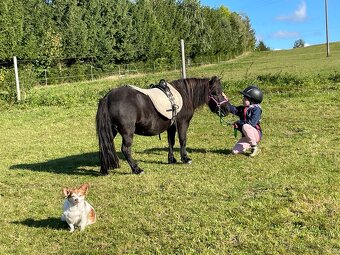 Docházku k mini-pony klisně - 2