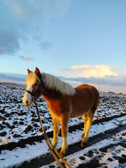 Prodám kobylku čmb - 2