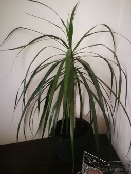 Dracéna - 2
