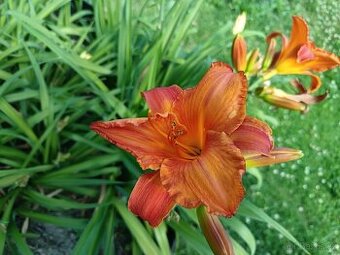 Keře, stromy, trvalky - 2