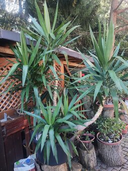 Yucca obrovska - 2