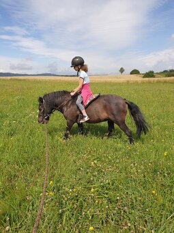 Pony valach, 15 let - 2