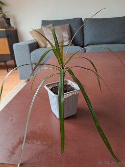 2x pokojová rostlina Dracena - 2
