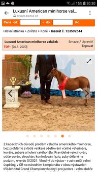 Mini pony, American Miniature Horse s PP-valášek - 2