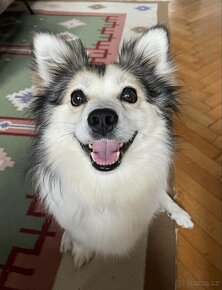 TOFÍK - 9 kg, 4 roky - 2