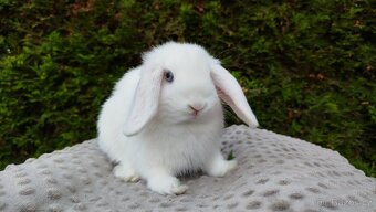 Zakrslý beránek, králíček, králík - TYMIÁN - 2